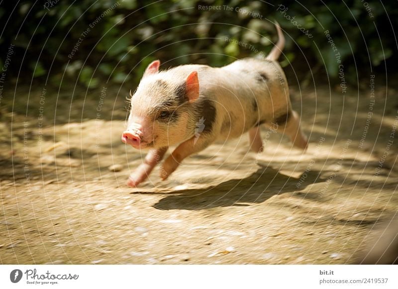 Young mini pig jumping fun-loving in nature. Funny, cute, funny, golden baby pig jumping for new year, new year, start of the year, end of the year, turn of the year. New year's eve, new year, new year. Congratulations, joy, happiness, wishes, anniversary
