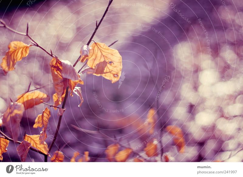 Autumn Leaf II Nature Plant Tree Warmth Brown Yellow Gold Violet Colour photo Exterior shot Detail Copy Space right Day Shallow depth of field
