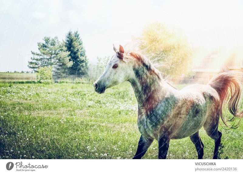 Horse on the summer meadow Lifestyle Summer Nature Sunlight Beautiful weather Meadow Animal Design thoroughbred Arabian Green Sunbeam Colour photo Exterior shot