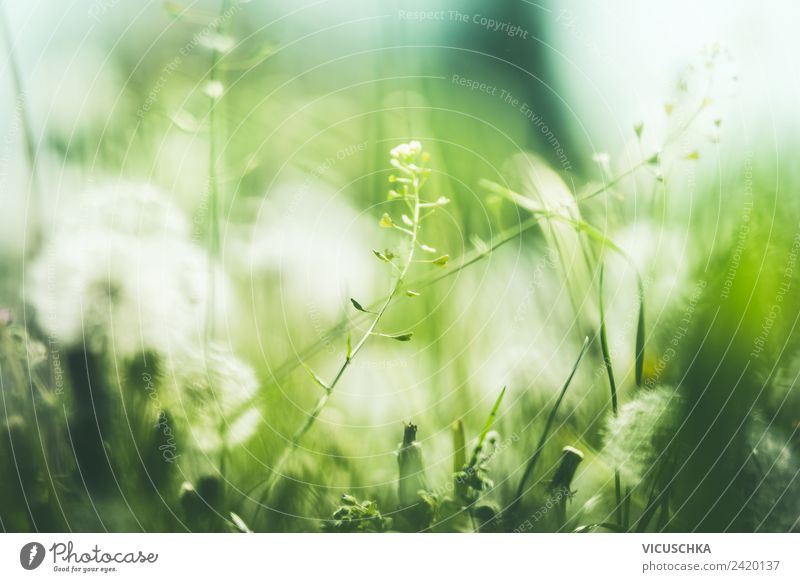 Green nature background with wild plants - a Royalty Free Stock Photo from  Photocase