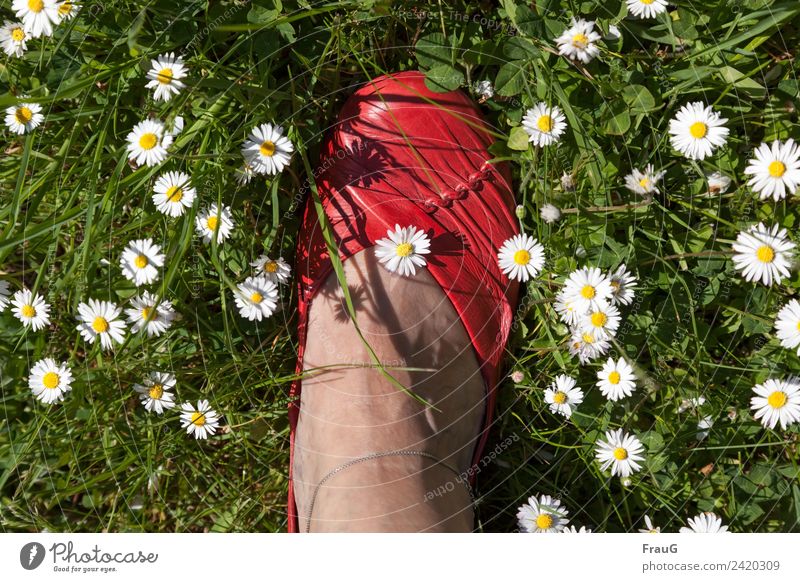 That's it... Feminine Woman Adults Feet 1 Human being 60 years and older Senior citizen Nature Plant Sunlight Spring Beautiful weather Grass Daisy Meadow