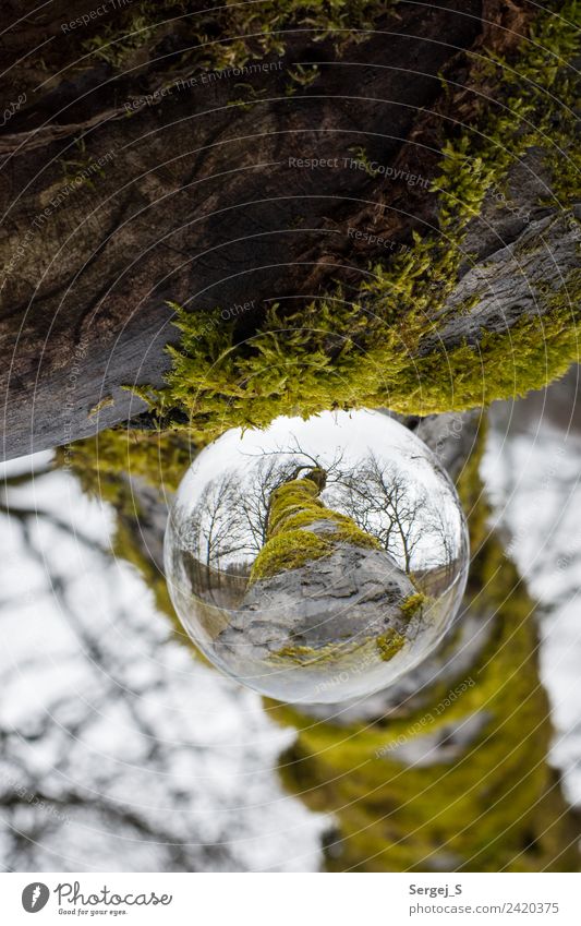 A view through the glass ball Environment Nature Plant Tree Moss Garden Forest Glass ball Crystal ball Wood Sphere Observe Rotate Hang Exceptional Firm Near