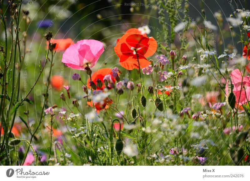 meadow Nature Plant Spring Summer Beautiful weather Flower Grass Leaf Blossom Garden Meadow Blossoming Fragrance Growth Kitsch Pink Poppy Poppy blossom
