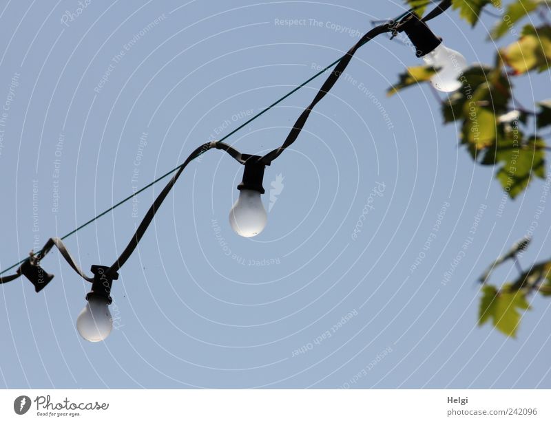 the last of their kind... Cable Electric bulb Bracket Rope Technology Energy industry Cloudless sky Summer Beautiful weather Plant Leaf Vine Hang Illuminate