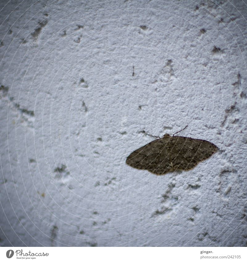 tensioner Animal Wing Insect Butterfly Moth Brown Gray Voyeurism Wall (building) pores Small Pattern Calm Sit Break Disperse nocturnal Sadness Colour photo