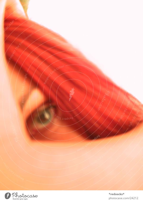 red Feminine Red-haired Joint Woman Detail bright light Blur