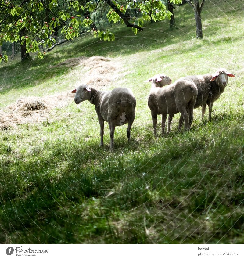 No sheep leaves the flock Environment Nature Animal Summer Beautiful weather Plant Tree Grass Meadow Pasture Farm animal Animal face Pelt Sheep Flock 3