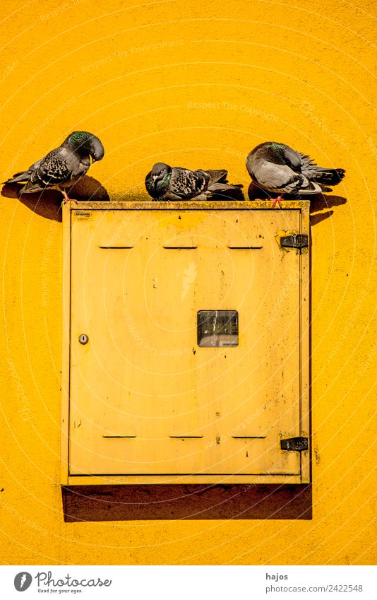 Pigeons on a switch box at a house Summer Animal Wild animal Bird 3 Sign Beautiful Uniqueness Yellow pigeons Sit House (Residential Structure) Still Life