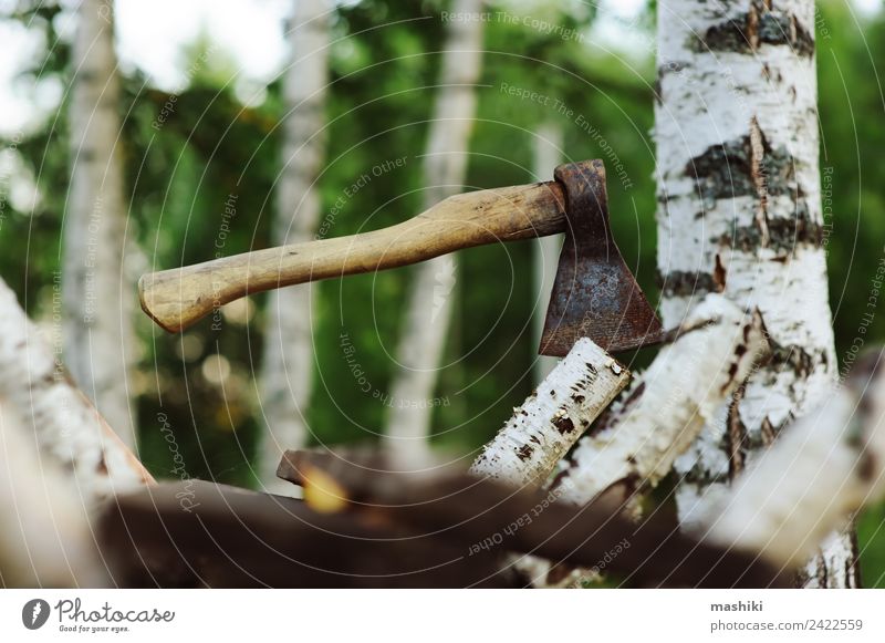 chopping birch tree with axe for firewood Save Garden Work and employment Industry Axe Nature Tree Grass Forest Wood Natural Wild Brown Green Chop Cut