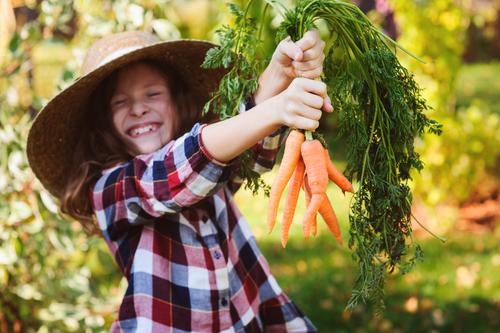 happy farmer child girl picking fresh home growth carrot Vegetable Lifestyle Joy Child Family & Relations Nature Landscape Autumn Growth Funny Natural Harvest