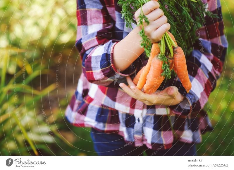 happy farmer child girl picking fresh home growth carrot Vegetable Lifestyle Joy Happy Child Family & Relations Nature Landscape Autumn Shirt Hat Growth Fresh