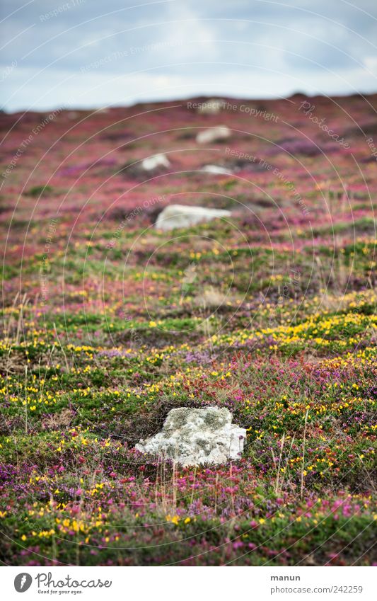 patchwork carpet Nature Landscape Summer Plant Grass Bushes Moss Leaf Blossom Wild plant Meadow Hill Rock Heathland Heather family Broom Stony Brittany