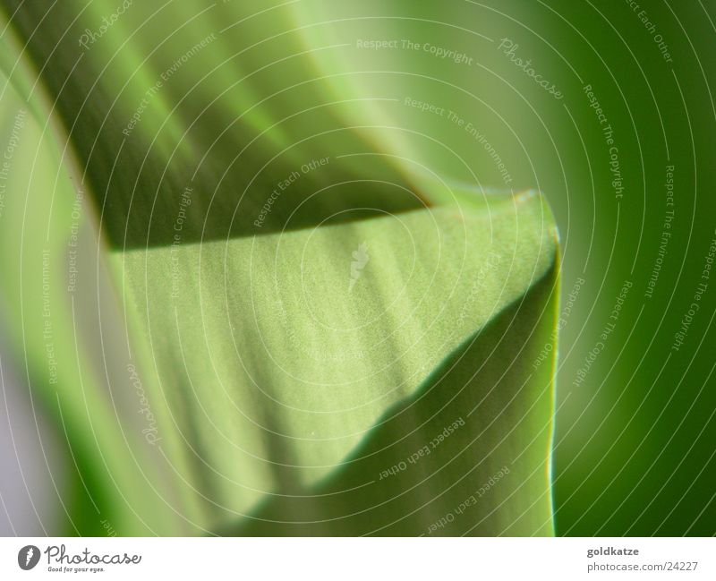 palm green 2 Plant Leaf Green Soft Swing Abstract Background picture Macro (Extreme close-up) Close-up Colour Detail Blur leave