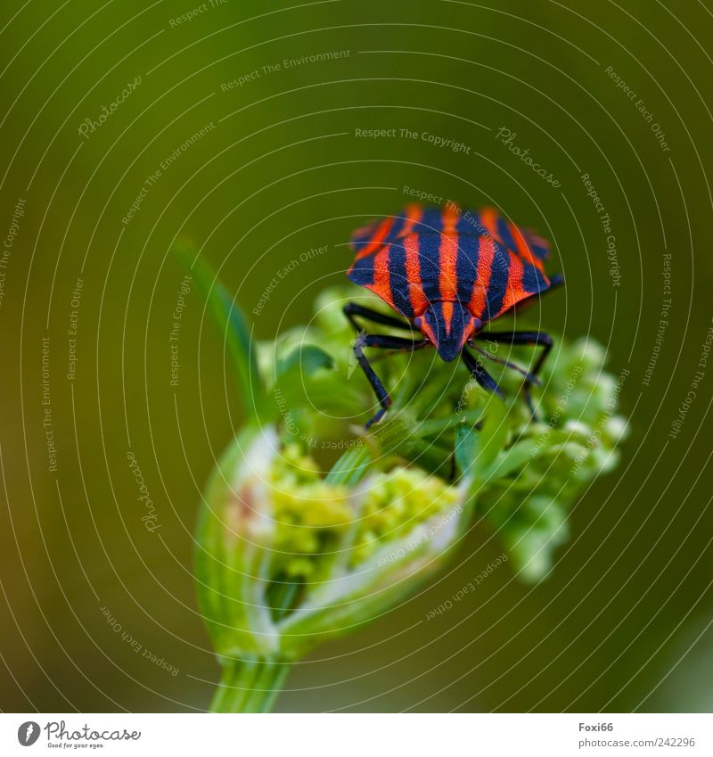 striped bug Summer Plant Wild plant Meadow Field Beetle 1 Animal Exceptional Free Round Green Red Black Joy Love of animals Beautiful Movement Loneliness