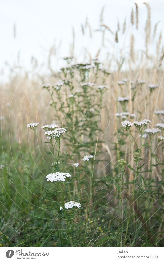 border group. Agriculture Forestry Environment Nature Landscape Plant Summer Grass Wild plant Field Green White Thrifty Transience Growth Common Yarrow Evening
