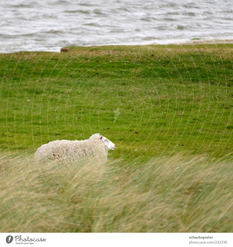 storm sheep Nature Landscape Water Wind Grass Coast North Sea Salt meadow Animal Farm animal Sheep 1 Green White Loneliness Colour photo Exterior shot Day