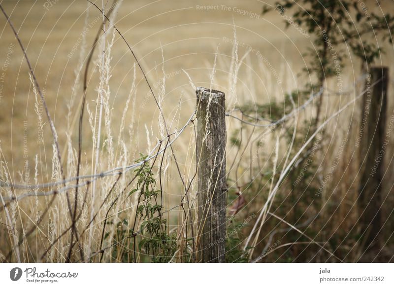 fence Nature Plant Grass Bushes Wild plant Field Fence Fence post Natural Green Beige Colour photo Exterior shot Deserted Day
