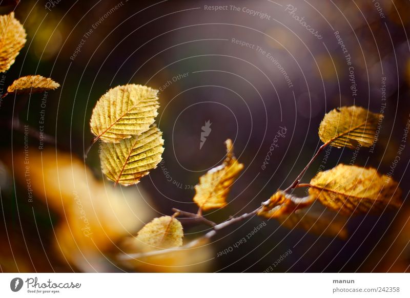 Yellow Autumn Nature Tree Leaf Twigs and branches Autumnal Autumn leaves Autumnal colours Authentic Natural Beautiful Brown Gold Colour photo Exterior shot