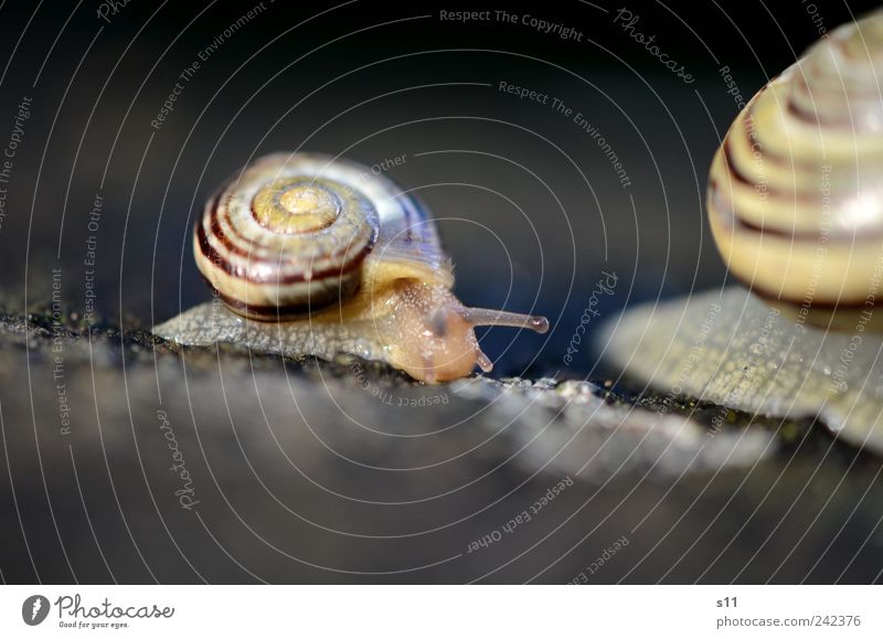 Mom, please don't go so fast! Animal Snail 2 Baby animal Living or residing Snail shell Creep Gain favor Crawl Spiral Line Slimy Suck-up Rain Feeler