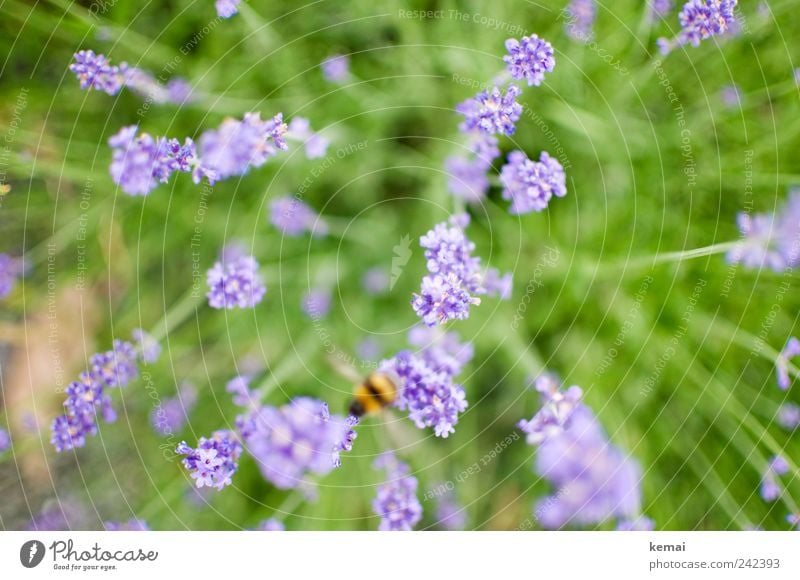 departure Environment Nature Plant Animal Sunlight Summer Grass Blossom Foliage plant Wild plant Lavender Meadow Bee Bumble bee Insect 1 Blossoming Flying