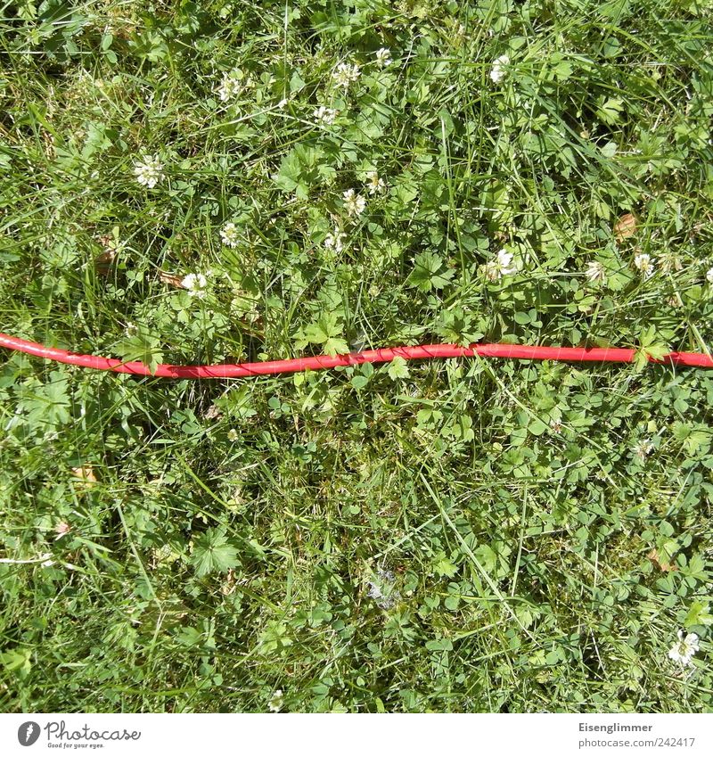 red on green Cable Environment Nature Plant Summer Grass Garden Meadow Lie Thin Long Green Red Calm Boredom Esthetic Energy Contact Planning Transmission lines