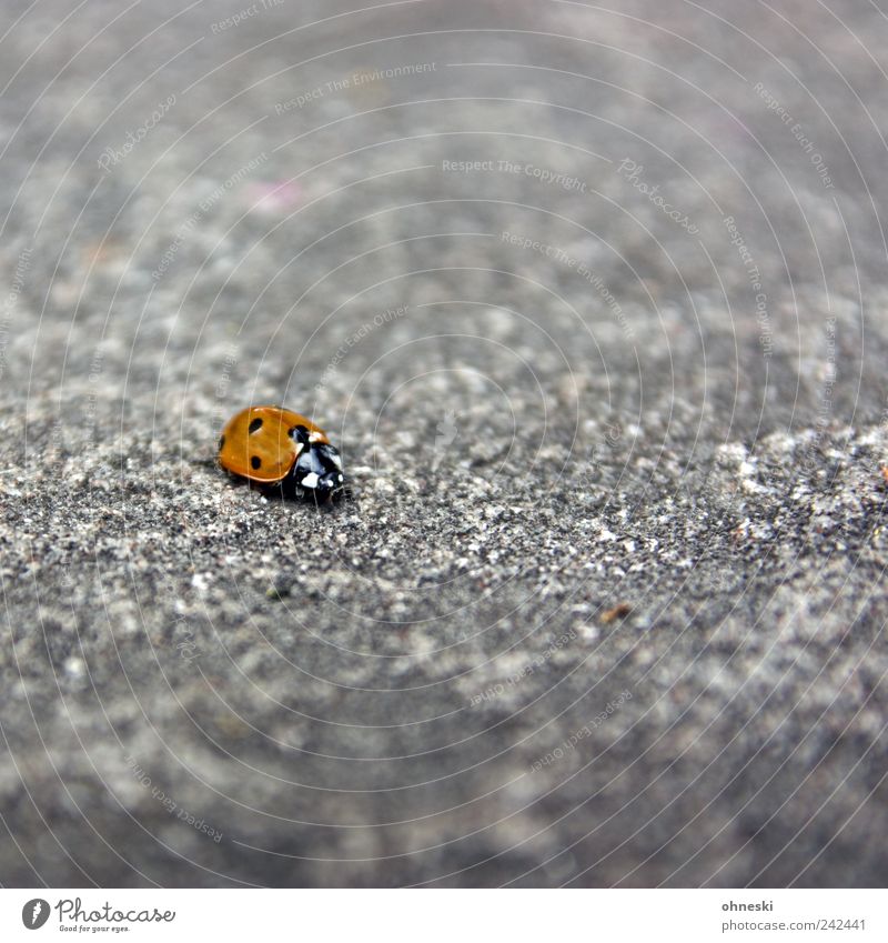 Herby Animal Beetle Ladybird 1 Stone Concrete Happy Good Happiness Contentment Hope Life Loneliness Colour photo Exterior shot Deserted Copy Space right