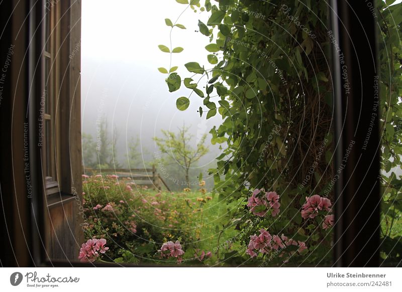 Room with a view Vacation & Travel Garden Nature Summer Fog Plant Flower Bushes Blossom Meadow Field Alps Canyon Weißbach Canyon Deserted Window