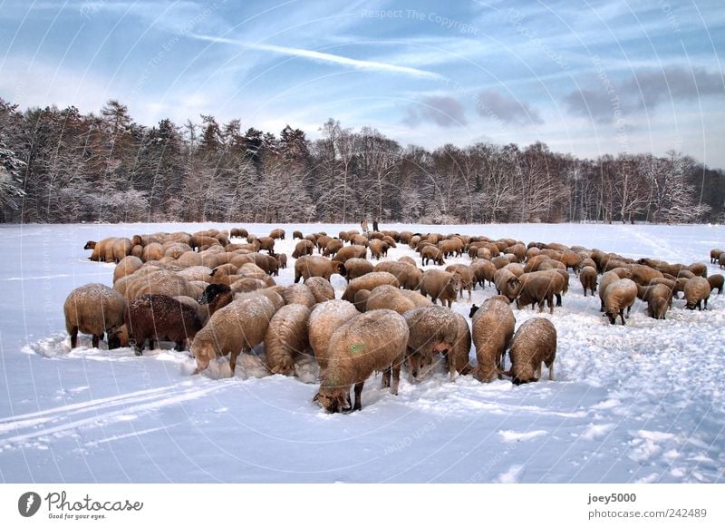 sheeps in winter Nature Animal Beautiful weather Snow Park Field Farm animal Herd Freeze Looking Authentic Exceptional Cold Natural Cute Blue Sympathy Together