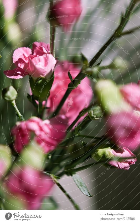 PINk Living or residing Decoration Plant Flower Blossom Dianthus Bouquet Blossoming Fragrance Fresh Natural Green Pink Colour photo Close-up Detail