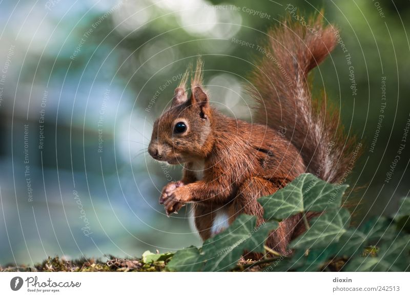 pose 4 nuts Nature Tree Ivy Animal Wild animal Pelt Claw Paw Squirrel 1 Crouch Looking Sit Cute Colour photo Exterior shot Close-up Deserted Copy Space left Day