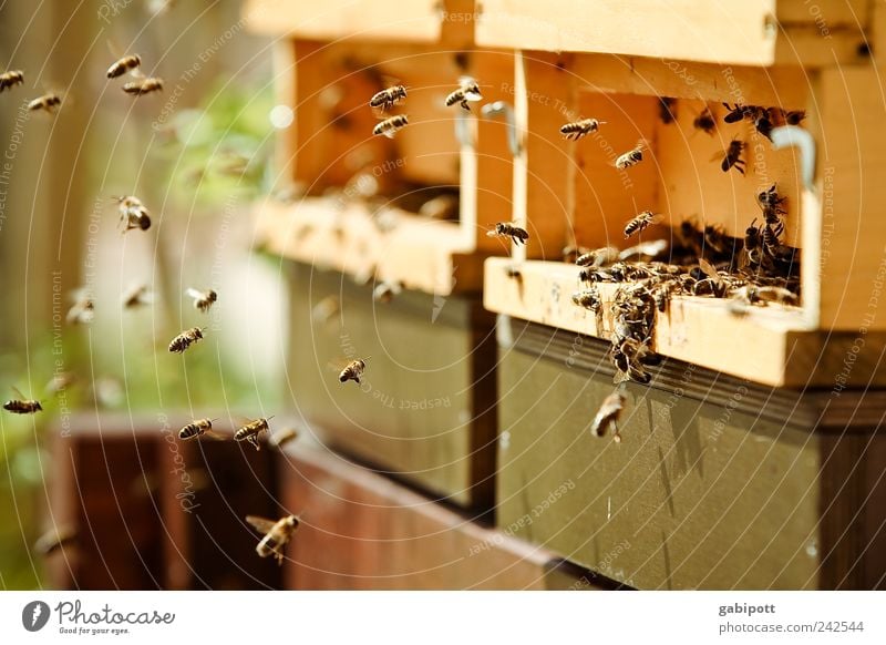 Without diligence no price Environment Nature Summer Beautiful weather Animal Farm animal Bee Beehive Apiary Group of animals Flock Work and employment Flying