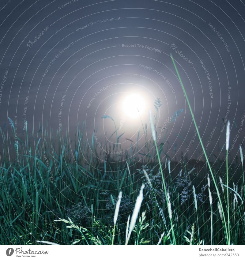 Summer Night's Dream II Environment Nature Landscape Plant Air Sky Night sky Moon Full  moon Spring Climate Weather Fog Grass Foliage plant Meadow Field