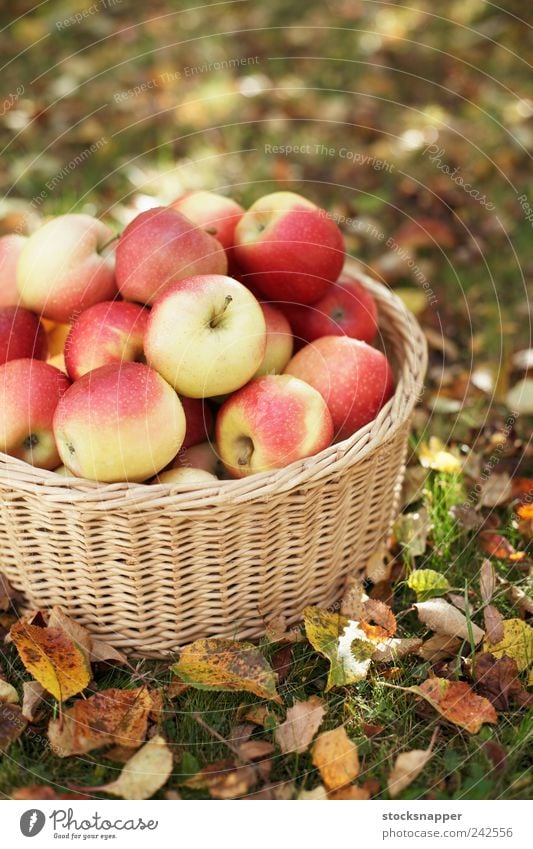 Apples Seasons Autumn Deserted Red Gardening Lawn ripe Fruit Harvest Basket Wicker basket