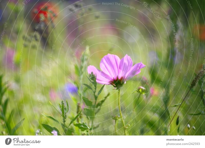 obscured Nature Plant Sunlight Summer Beautiful weather Flower Grass Bushes Leaf Blossom Foliage plant Park Meadow Colour photo Multicoloured Exterior shot
