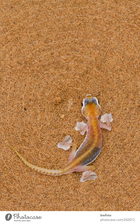 Pachydactylus rangei Vacation & Travel Tourism Far-off places Safari Expedition Environment Nature Animal Earth Sand Desert Namib desert Namibia Wild animal