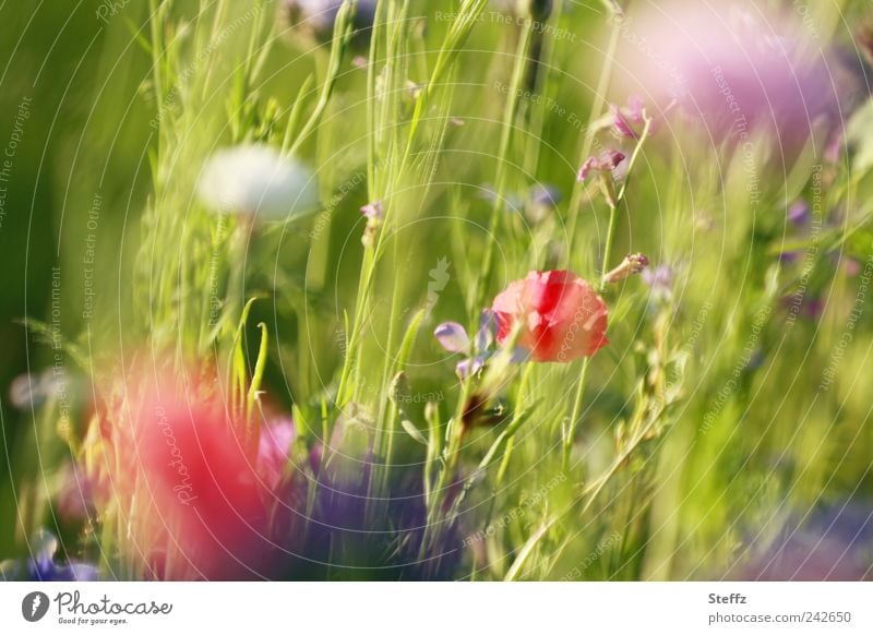 Summer meadow with flowering wild plants Flower meadow Poppy differently Summerflower meadow flowers Meadow flower wild flowers poppy blossoms natural light