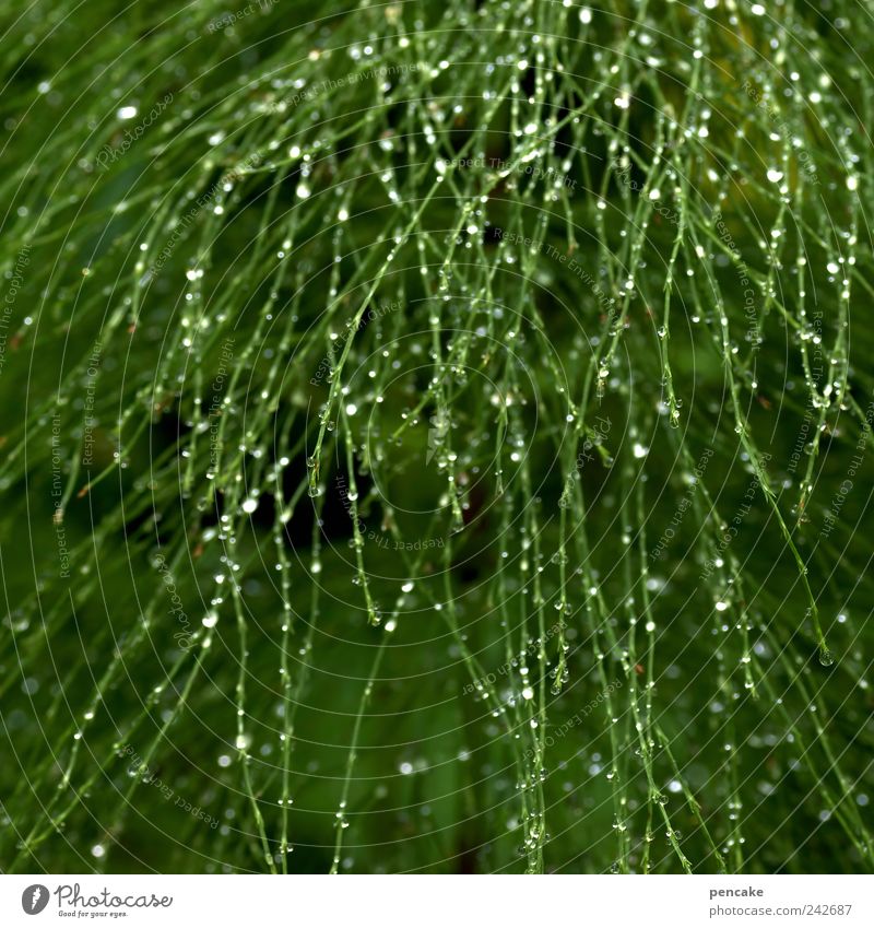 green shower Nature Plant Elements Drops of water Sunlight Summer Foliage plant Horsetail Optimism Delicate Glittering Colour photo Exterior shot Pattern