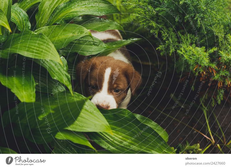home puppy walking in the Park Animal Dog 1 Esthetic Green Moody Contentment Optimism Adventure Colour photo Multicoloured Close-up Deserted Morning