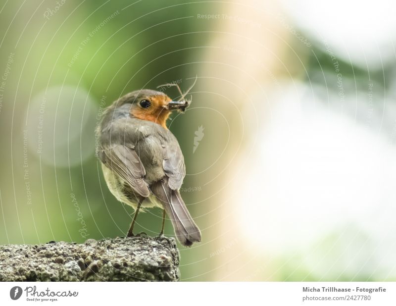Robin with insects in the beak Environment Nature Animal Sun Sunlight Beautiful weather Wild animal Bird Animal face Wing Claw Robin redbreast Beak Eyes Insect