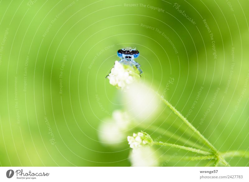 Dragonfly sitting on a flower I Nature Plant Animal Summer Blossom Park Meadow Wild animal Animal face 1 Observe Small Near Blue Green White Insect