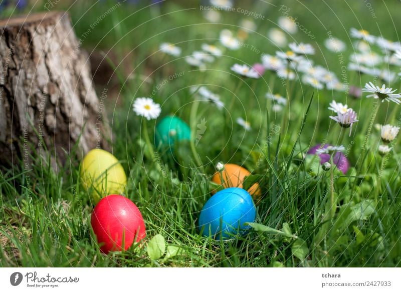 Easter hunt Joy Happy Playing Hunting Garden Decoration Feasts & Celebrations Hand Nature Tree Flower Grass Park Meadow Fresh Blue Green White