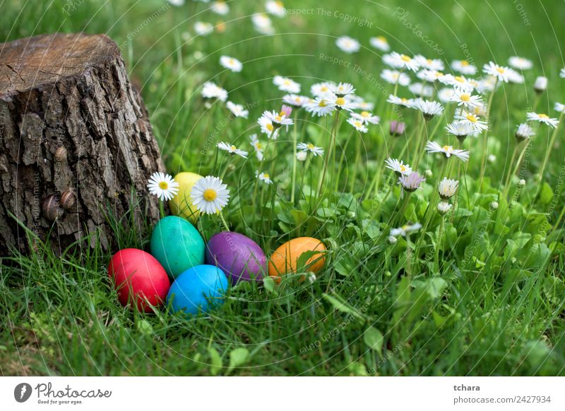 Easter eggs in a garden Joy Happy Playing Hunting Garden Decoration Feasts & Celebrations Hand Nature Tree Flower Grass Park Meadow Fresh Blue Green White