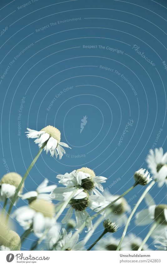 The blue of the sky Environment Nature Plant Sky Cloudless sky Summer Beautiful weather Flower Blossom Agricultural crop Wild plant Chamomile Camomile blossom