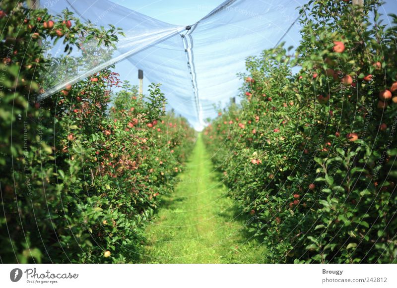 Apple field / apple plantation Contentment Relaxation Calm Vacation & Travel Trip Far-off places Freedom Summer Summer vacation Garden Gardening Farmer Gardener