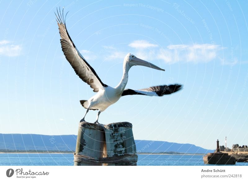 Freedom Environment Water Sky Beautiful weather Fjord woolongong New South Wales Australia Harbour Animal Wild animal Pelican 1 Flying Blue Wing Bird Departure