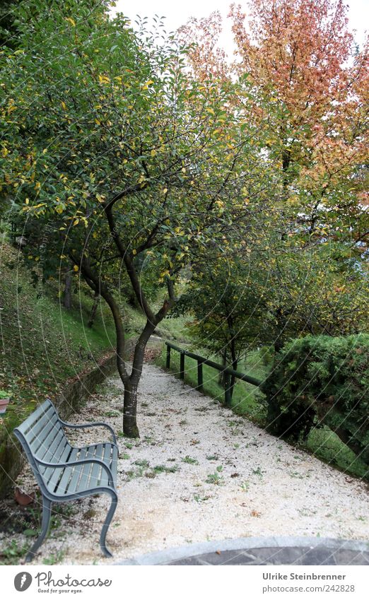 Park bench in the fall at Lago Ledro Relaxation Calm Meditation Vacation & Travel Nature Plant Autumn Bad weather Tree Bushes Garden Sit Stand naturally Green
