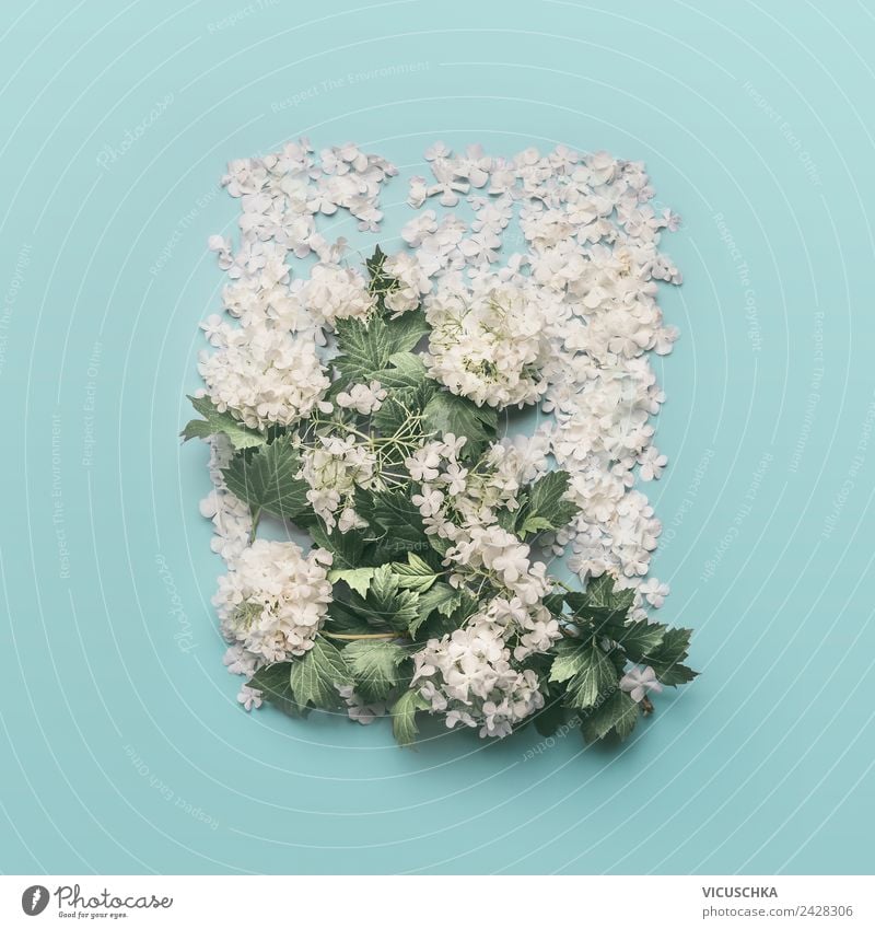 White Flowers Composing on light blue Style Design Summer Decoration Feasts & Celebrations Mother's Day Easter Wedding Birthday Nature Plant Spring Leaf Blossom