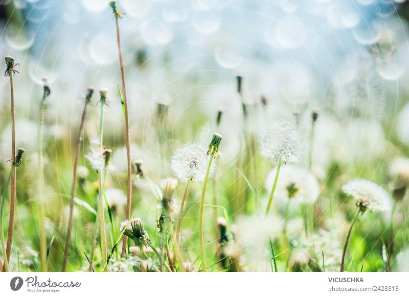 Dandelion, sky and bokeh Design Summer Garden Nature Plant Spring Flower Grass Meadow Field Yellow Background picture Sky Blur Macro (Extreme close-up)