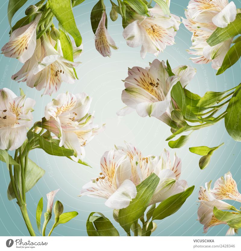 Floral background pattern with white flowers Style Design Spa Summer Garden Nature Plant Spring Flower Leaf Blossom Decoration Bouquet Ornament Fragrance