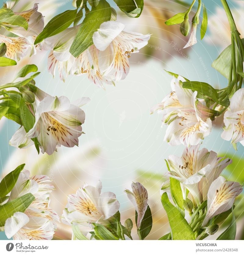 Flower Background Frame Style Design Summer Garden Nature Plant Spring Leaf Blossom Bouquet Yellow Background picture Arranged White Blue Green Colour photo